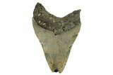 Bargain, Fossil Megalodon Tooth - Serrated Blade #294524-1